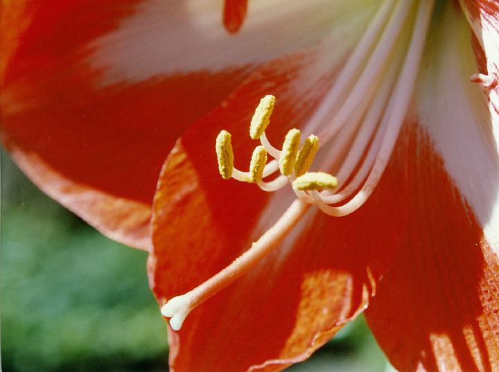 (42) amaryllis.jpg